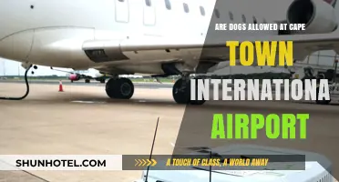 Can Dogs Accompany You at Cape Town International Airport?