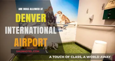 Can Dogs Visit Denver Airport? Pet Policies Explained for Travelers