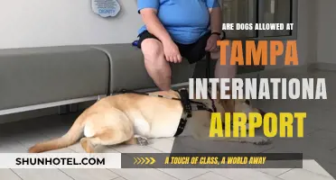 Can Dogs Accompany You at Tampa International Airport? Find Out Here