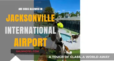Can Dogs Accompany You at Jacksonville International Airport? Find Out Here