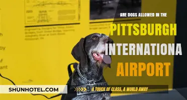 Can Dogs Accompany You at Pittsburgh International Airport? Find Out Here