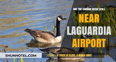 Canada Geese: LaGuardia Airport's Unlikely Residents