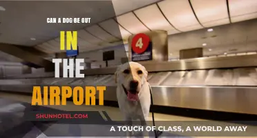 Airports and Dogs: What's the Deal?