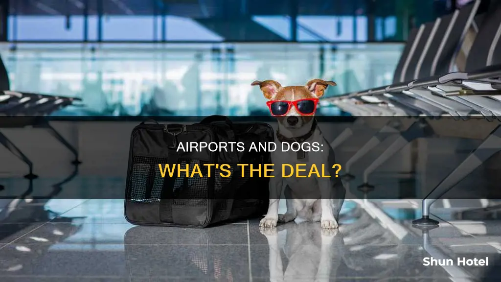 can a dog be out in the airport