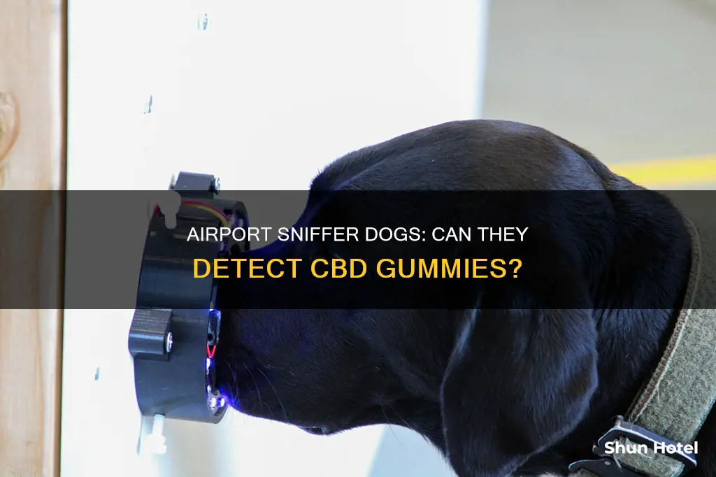 can airport dogs detect cbd gummies