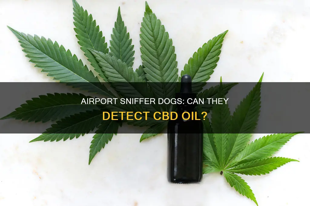 can airport dogs detect cbd oil