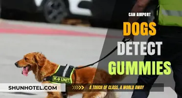 Airport Dogs: Can They Detect Gummies?