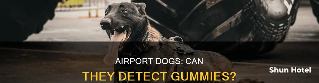 can airport dogs detect gummies