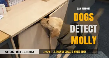 Airport Sniffer Dogs: Can They Detect Molly?