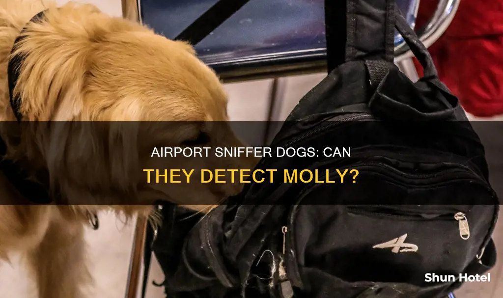can airport dogs detect molly
