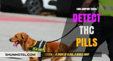 Airport Sniffer Dogs: Can They Detect THC Pills?