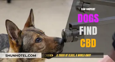Airport Sniffer Dogs: Can They Detect CBD?