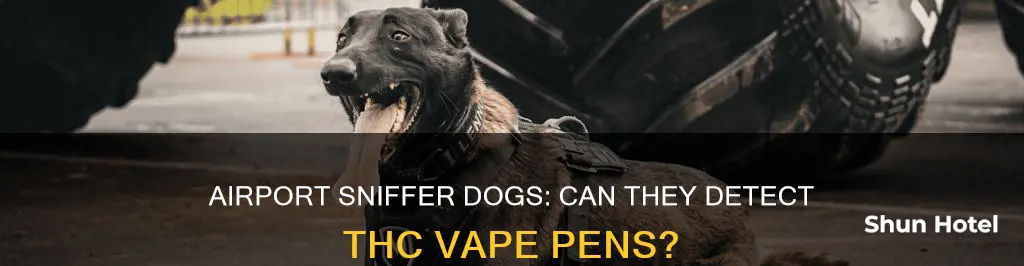 can airport dogs smell a thc vape pens