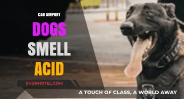 Airport Dogs: Can They Sniff Out Acid?