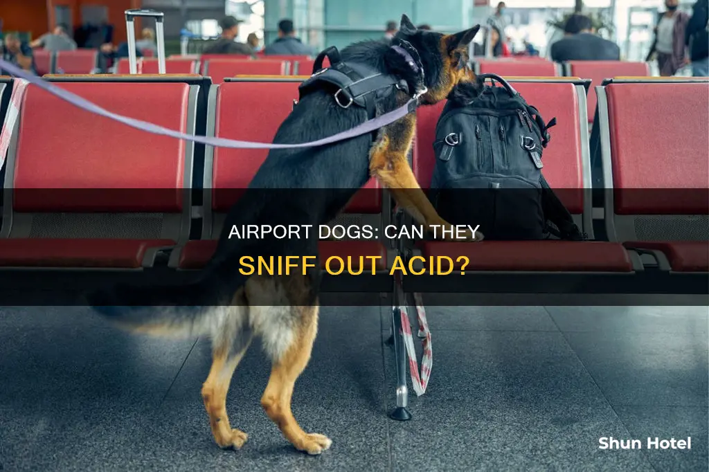 can airport dogs smell acid