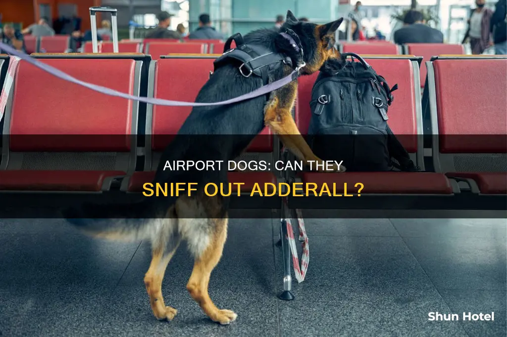 can airport dogs smell adderall