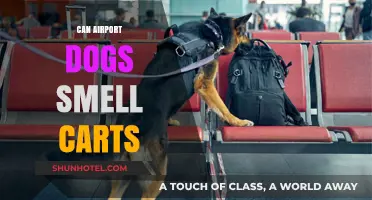 Airport Dogs: Can They Sniff Out Vapes?