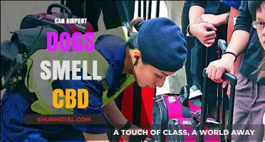 Airport Sniffer Dogs: Can They Detect CBD?