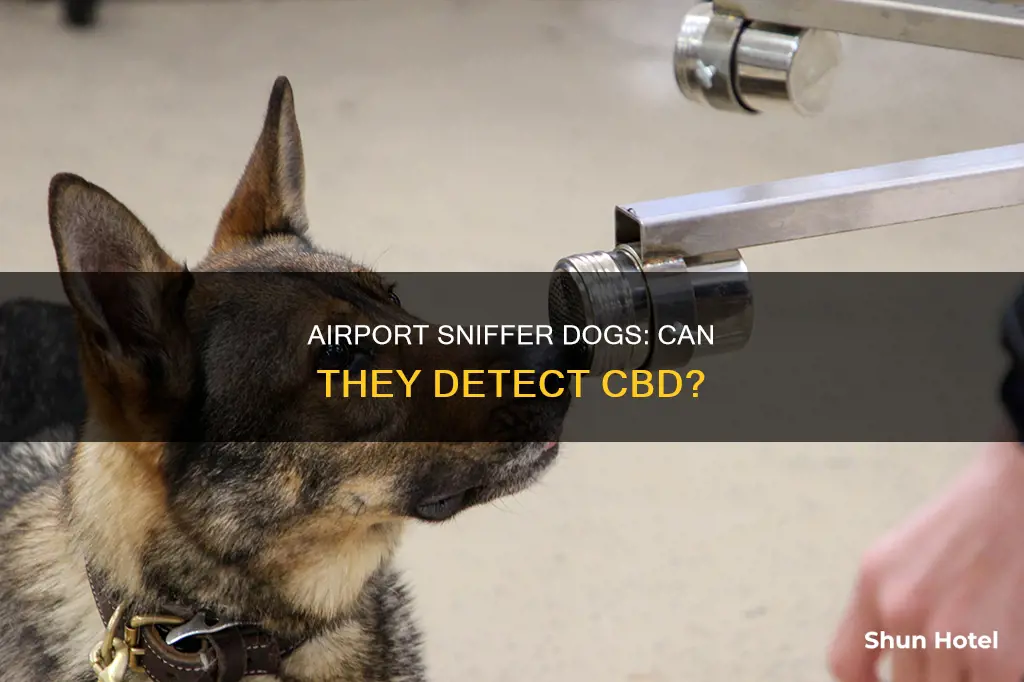 can airport dogs smell cbd