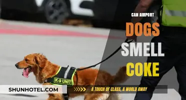 Airport Dogs: Can They Sniff Out Coke?