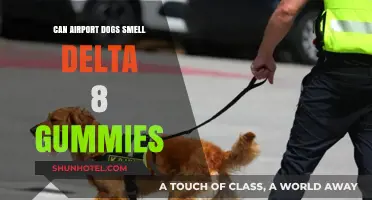 Airport Sniffer Dogs: Can They Detect Delta-8 Gummies?