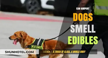 Airport Dogs: Can They Sniff Out Edibles?