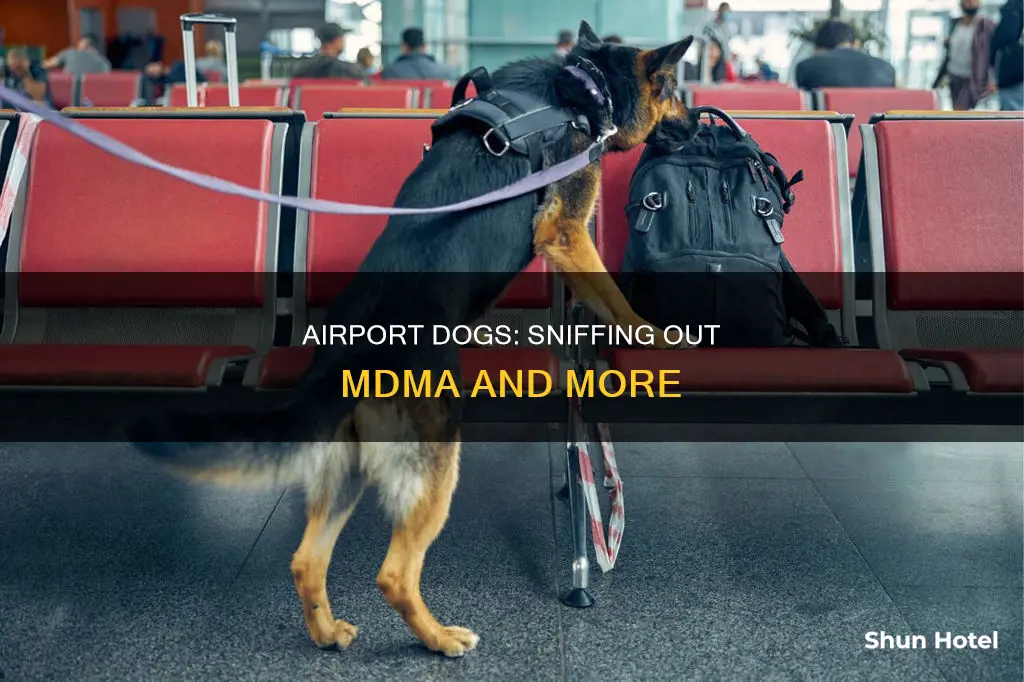 can airport dogs smell mdma