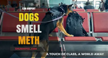 Airport Dogs: Can They Sniff Out Meth?