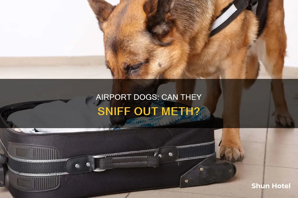 can airport dogs smell meth