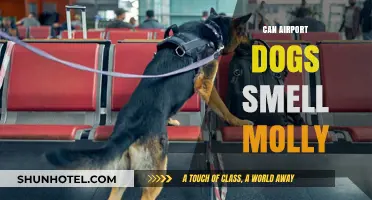 Airport Sniffer Dogs: Can They Detect Molly?