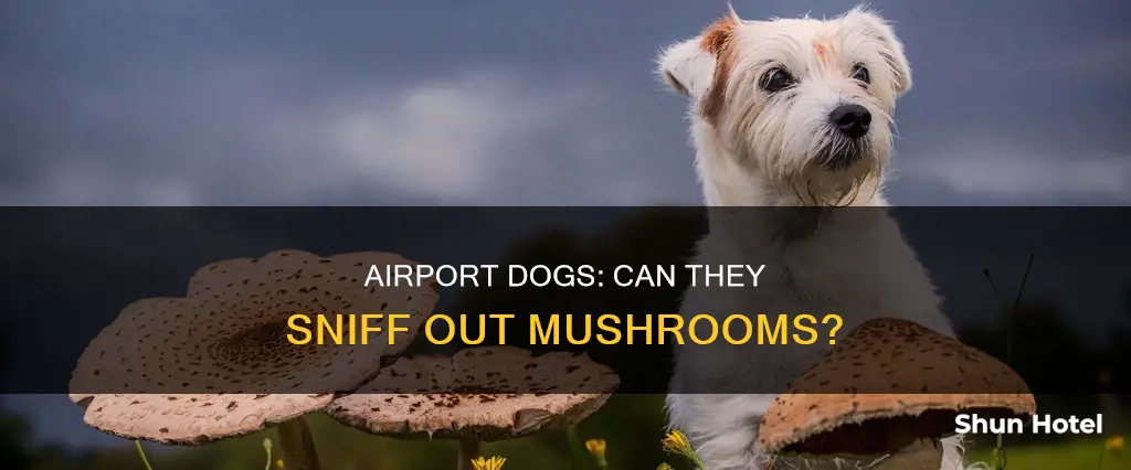 can airport dogs smell mushrooms
