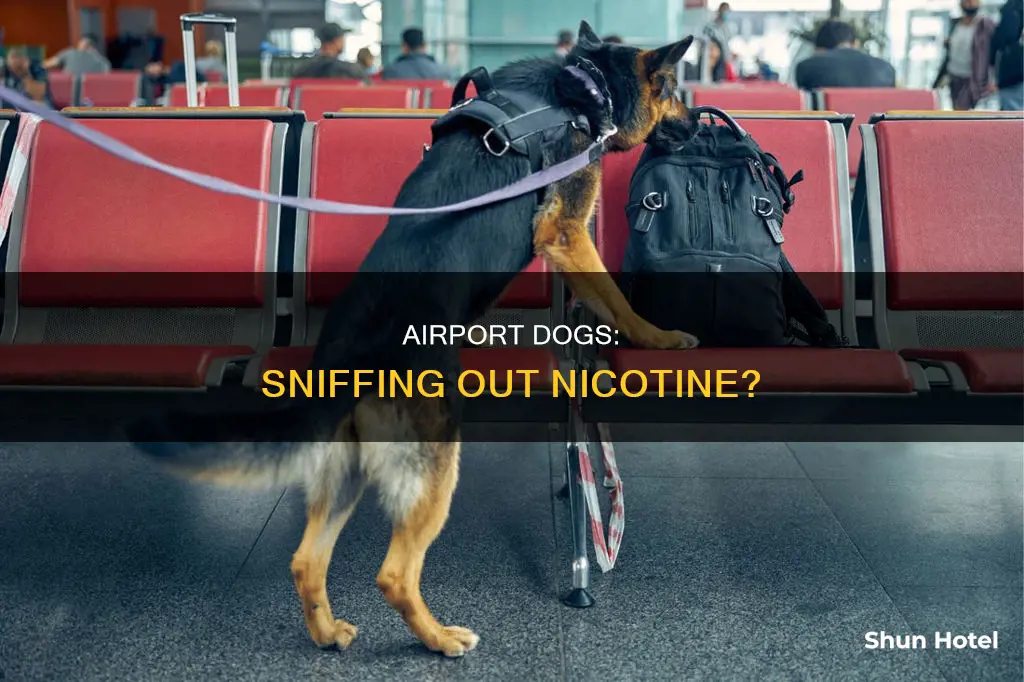 can airport dogs smell nicotine