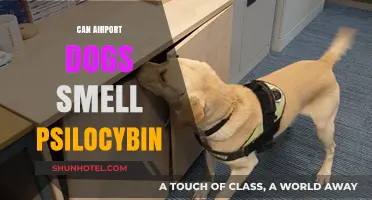 Airport Dogs: Can They Sniff Out Psilocybin?