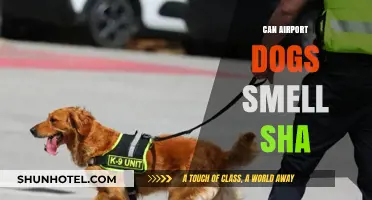 Airport Dogs: Can They Sniff Out Edibles?