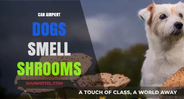 Airport Dogs: Can They Sniff Out Shrooms?