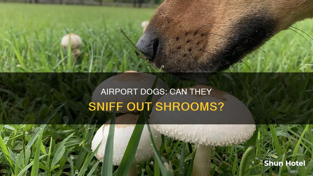 can airport dogs smell shrooms