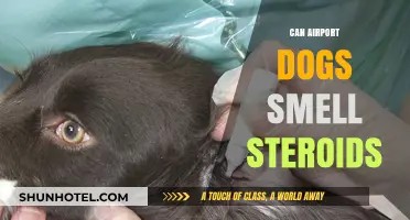 Airport Dogs: Can They Sniff Out Steroids?