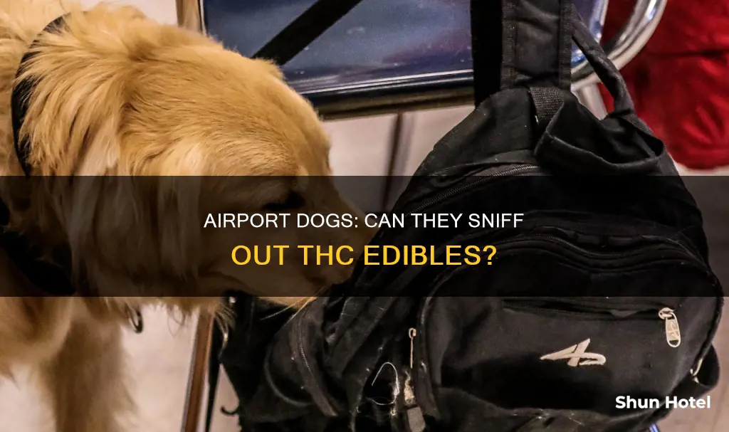 can airport dogs smell thc gummies