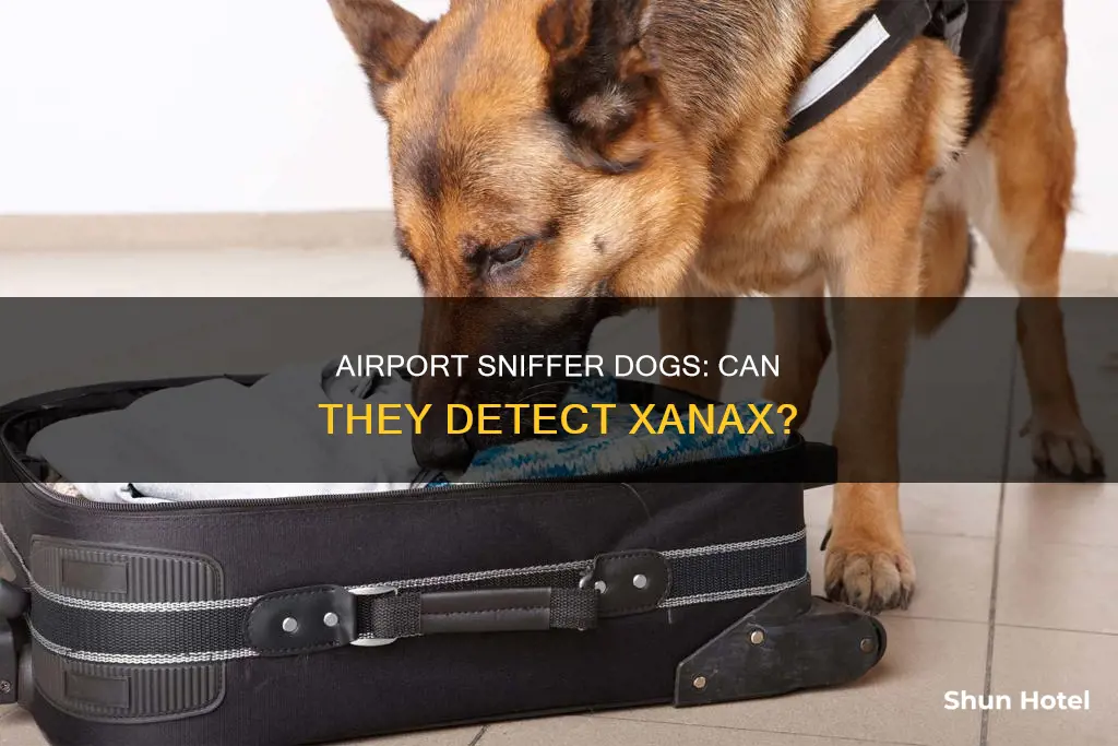 can airport dogs smell xanax