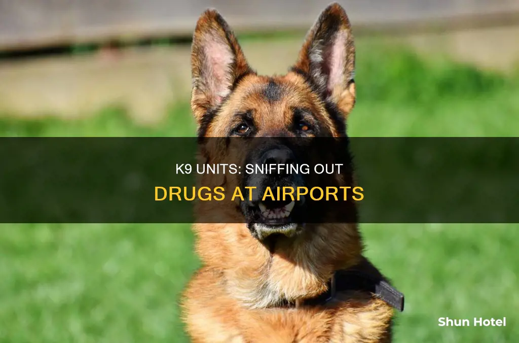 can airport k9 smell meth