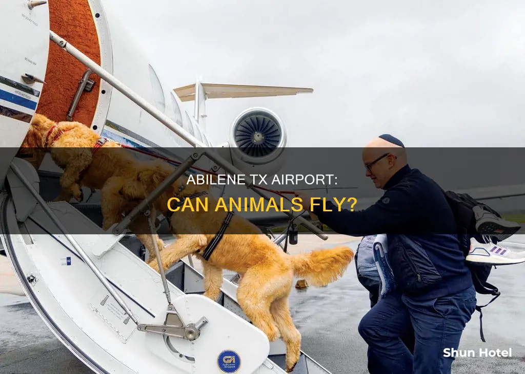 can animals fly in abilene tx airport