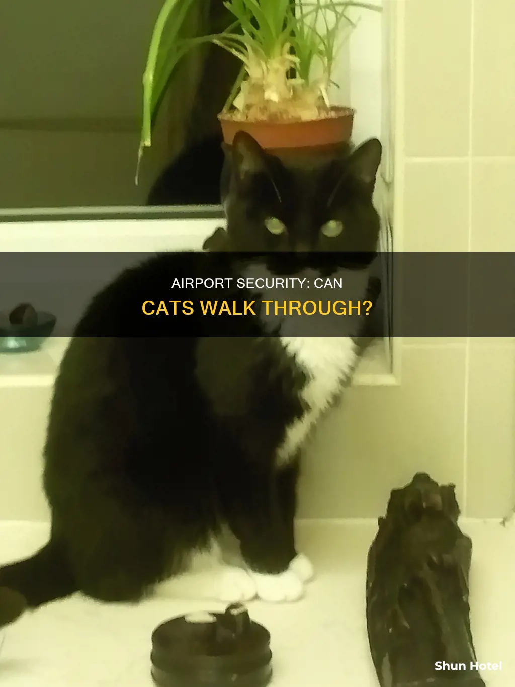 can cats go through airport security