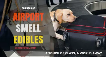 Airport Drug-Sniffing Dogs: Can They Smell Edibles?
