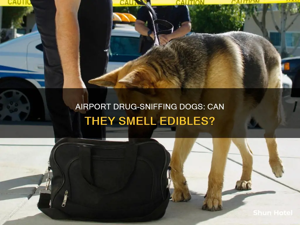 can dogs at airport smell edibles