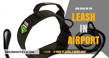Airports and Dogs: Leash Laws and Rules