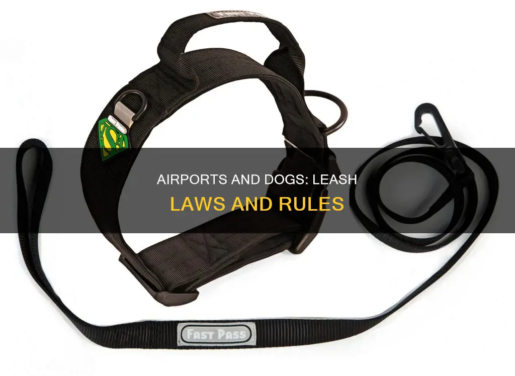 can dogs be on leash in airport