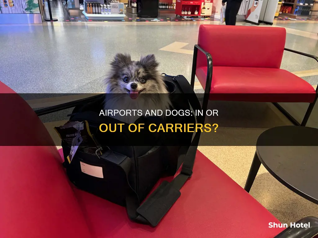 can dogs be out of carrier in airport