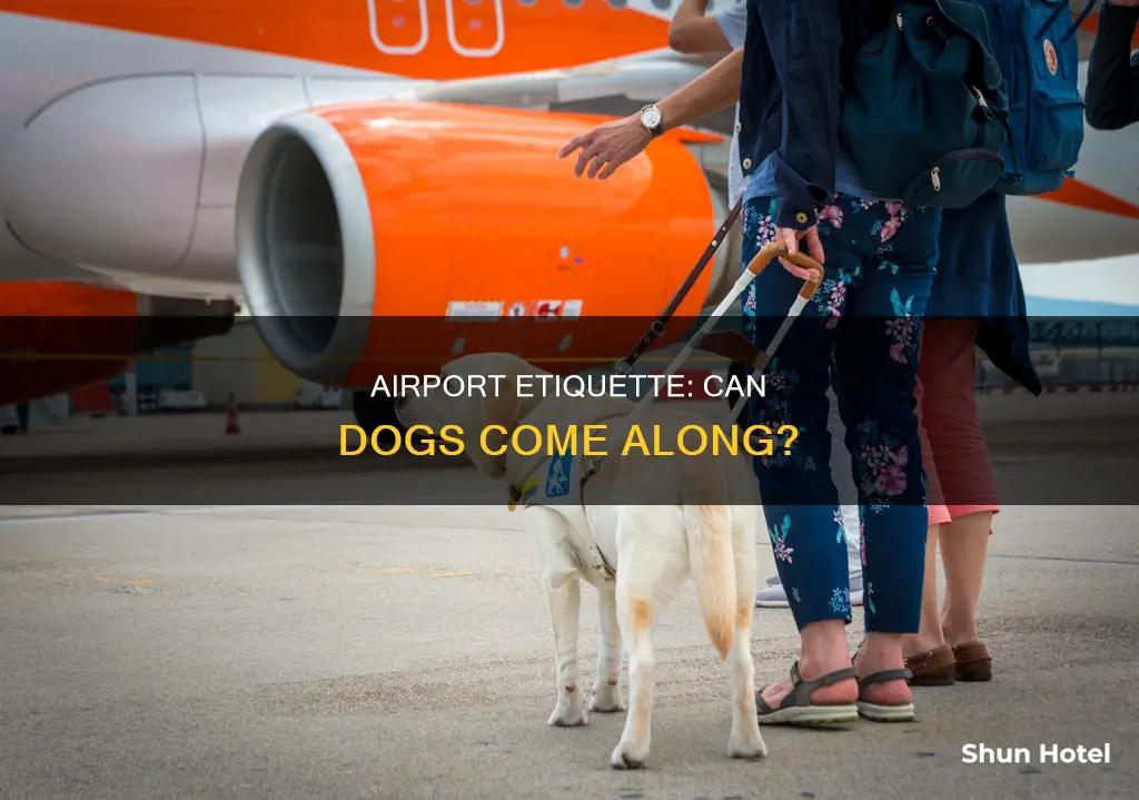 can dogs come to the airport