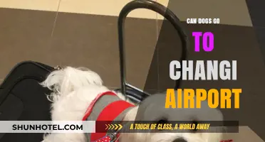 Exploring Changi Airport with Your Dog