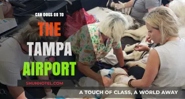 Tampa Airport: Are Dogs Allowed?